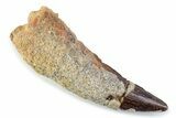 Fossil Spinosaurus Tooth - Real Fossil Tooth #373943-1